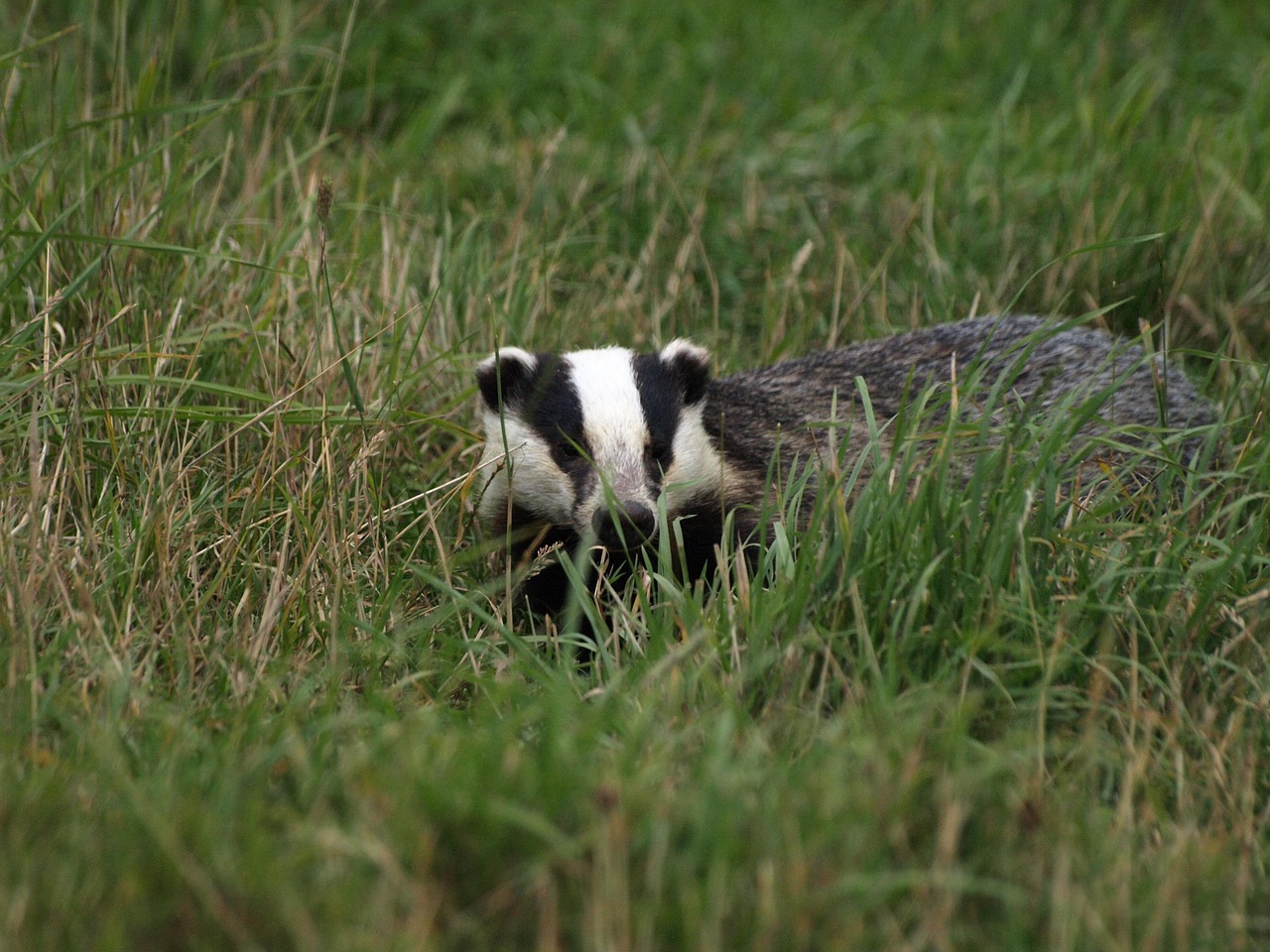 badger 3790313_1280