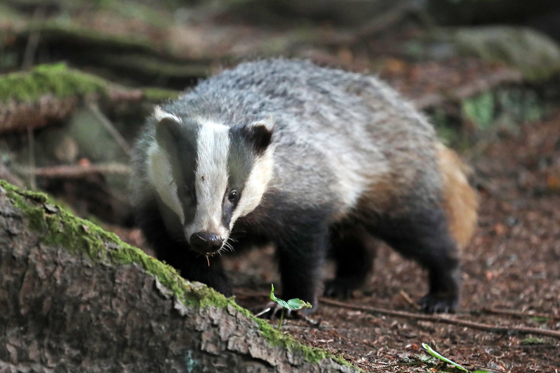 badger 7748835_1920