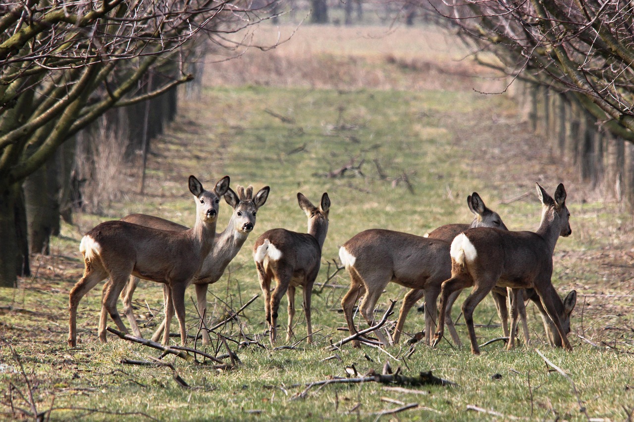 deer 98075_1280