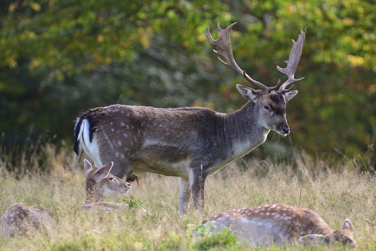 fallow deer 7745515_1280