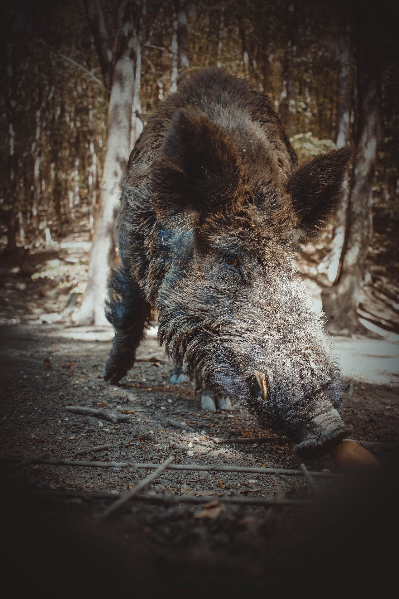 pig 7195797_1920