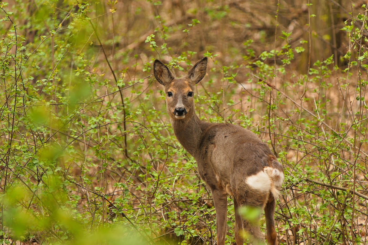 roe deer 6221898_1280