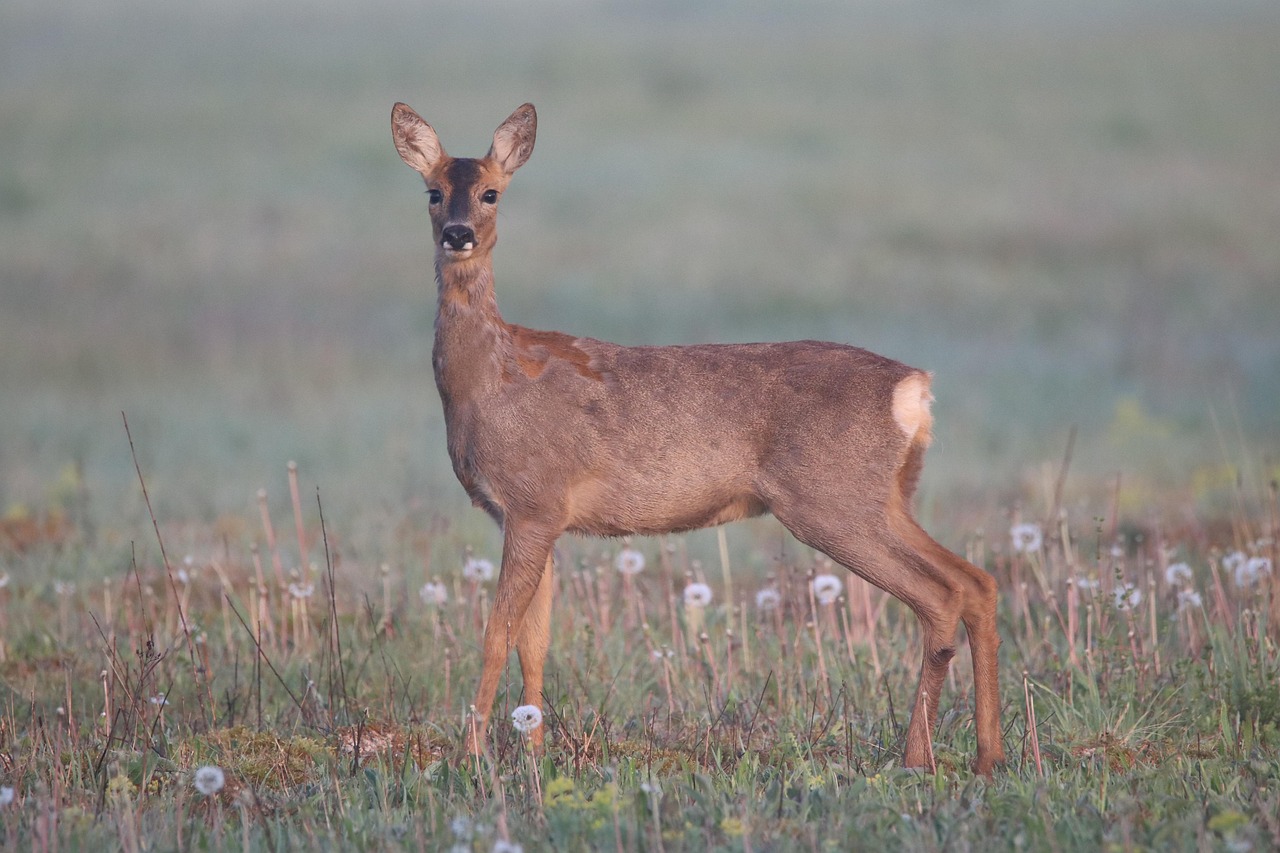 roe deer 7165222_1280