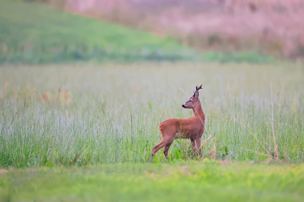 roe deer 7344524_1280