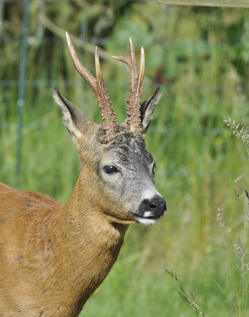 roebuck 4410534_1280