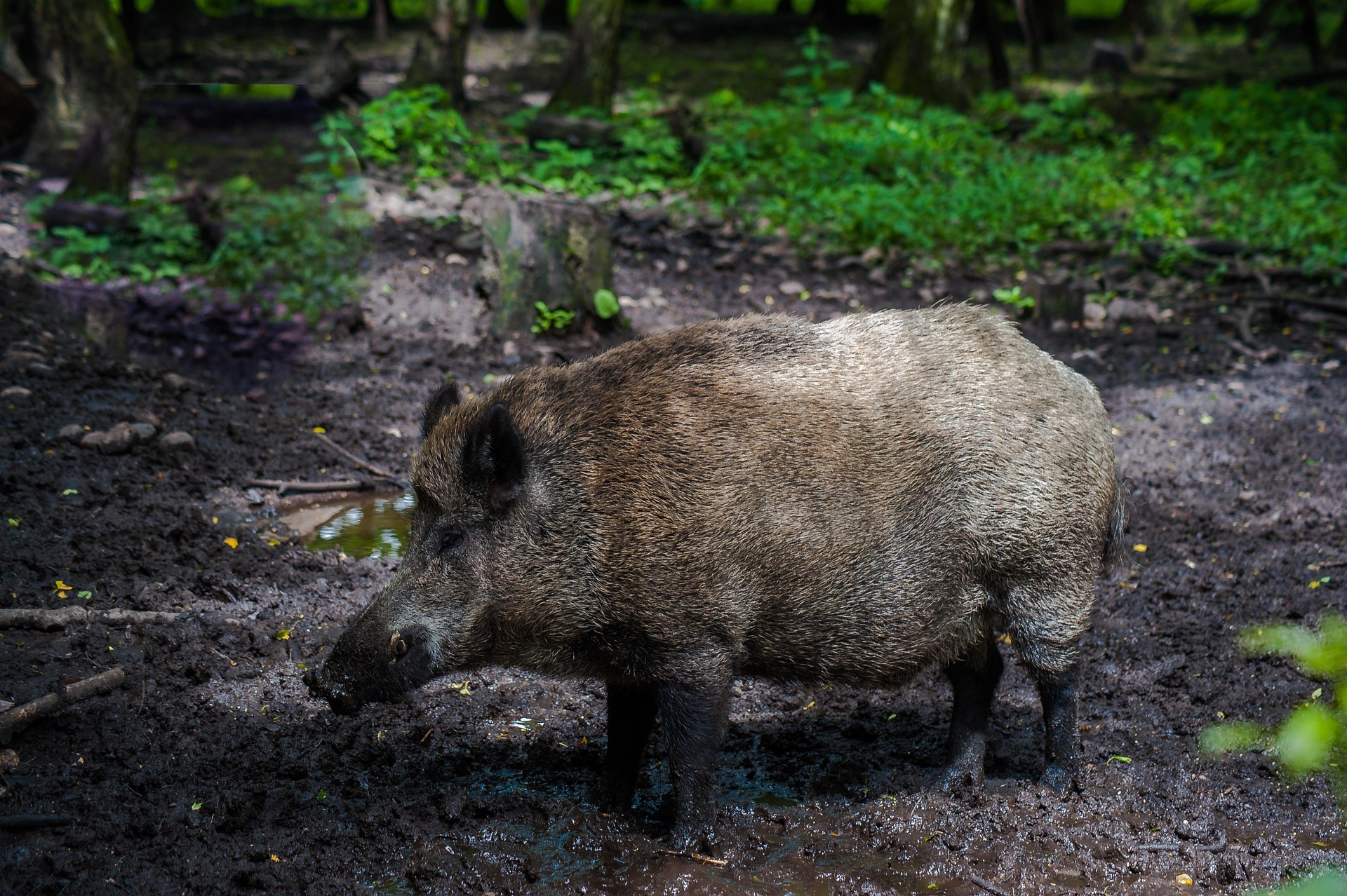 wild boar 2508391_1920
