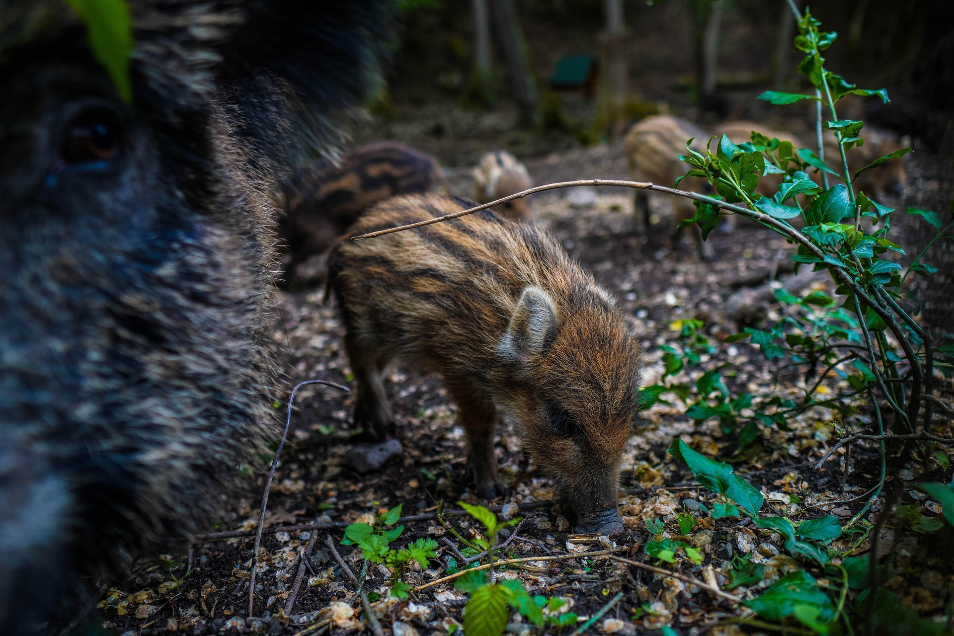 wild boar 5219625_1920
