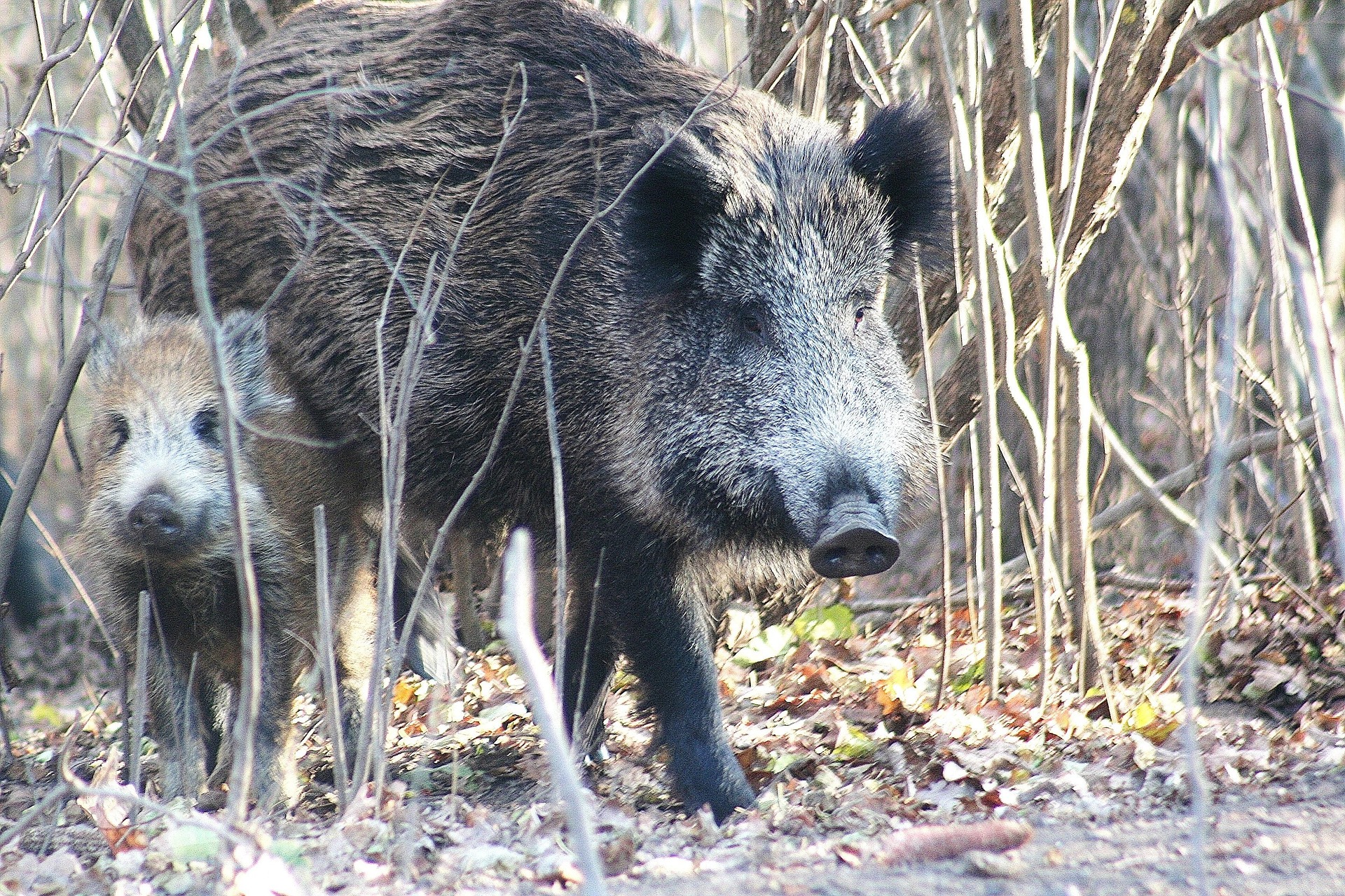 wild boar 5781170_1920