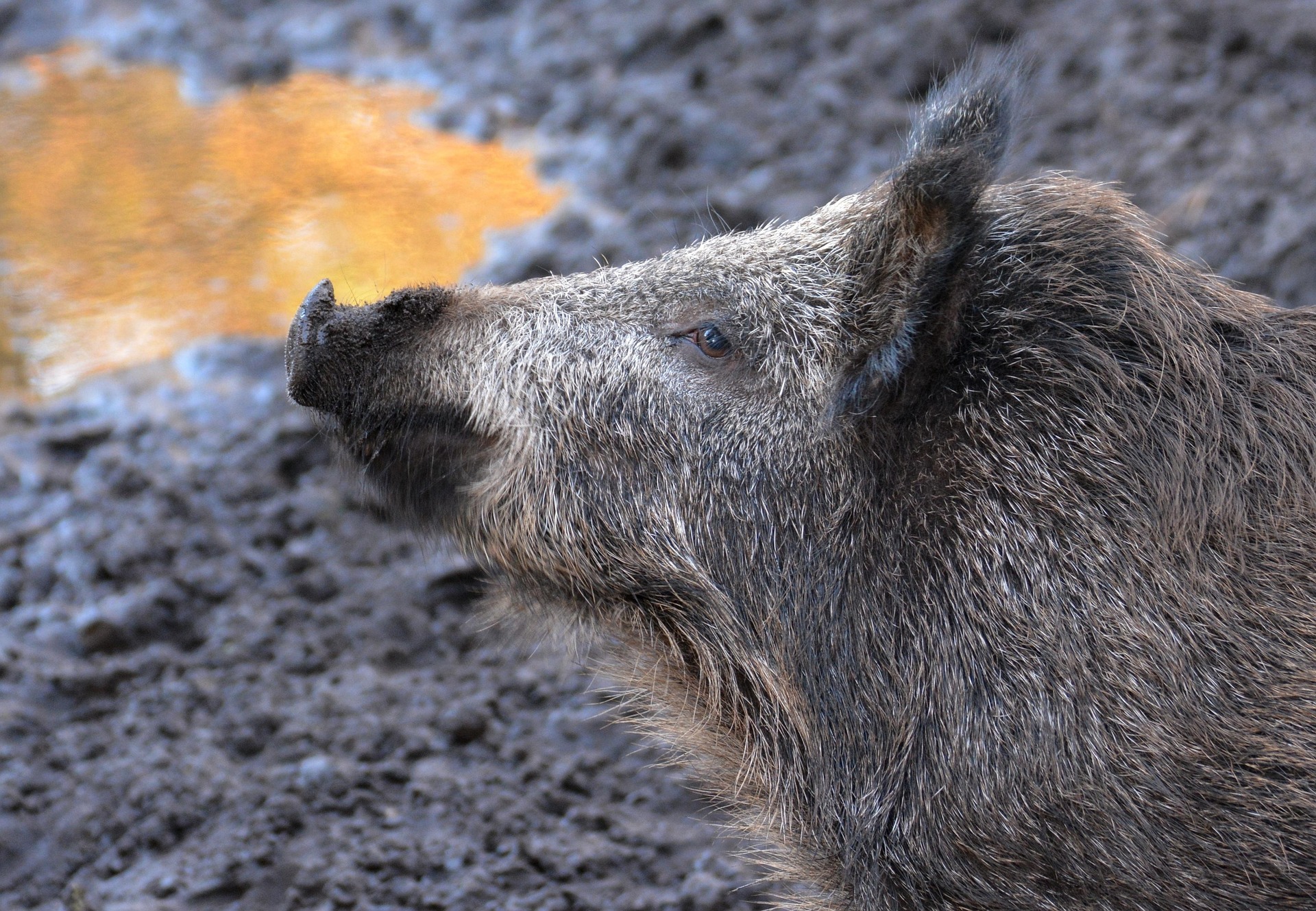 wild boar 614729_1920