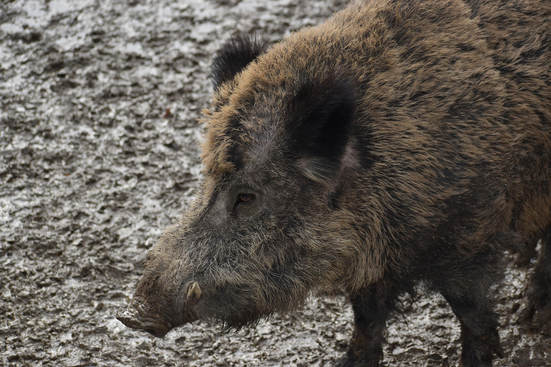 Vaddisznó vadászat